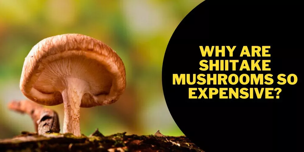Why Are Shiitake Mushrooms So Expensive