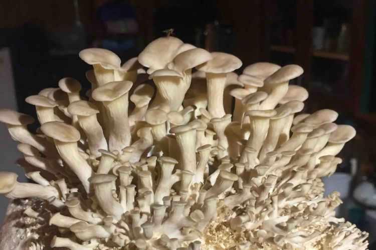 Why is my mycelium growing so slow