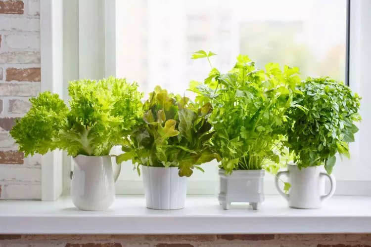 Herbs for Shallow Pots- Small Spaces, Big Flavors