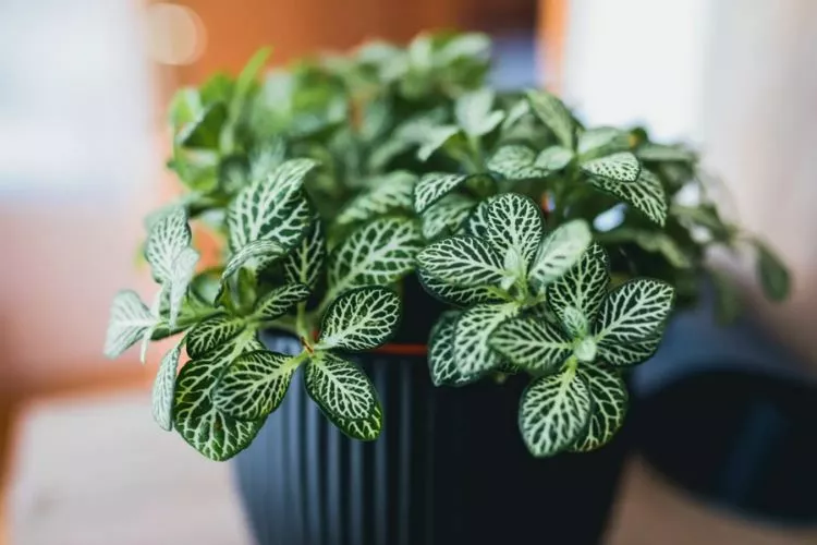 Indoor plants for wide shallow pots