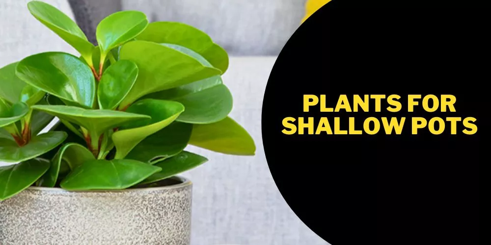 Plants for shallow pots