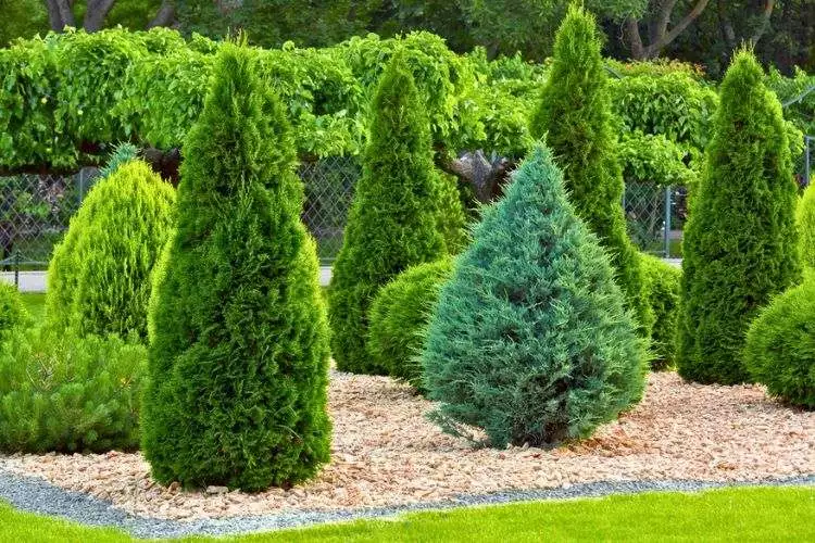 Do Green Giant arborvitae have deep roots