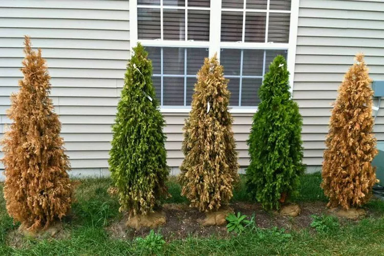 How big is the root system of an arborvitae