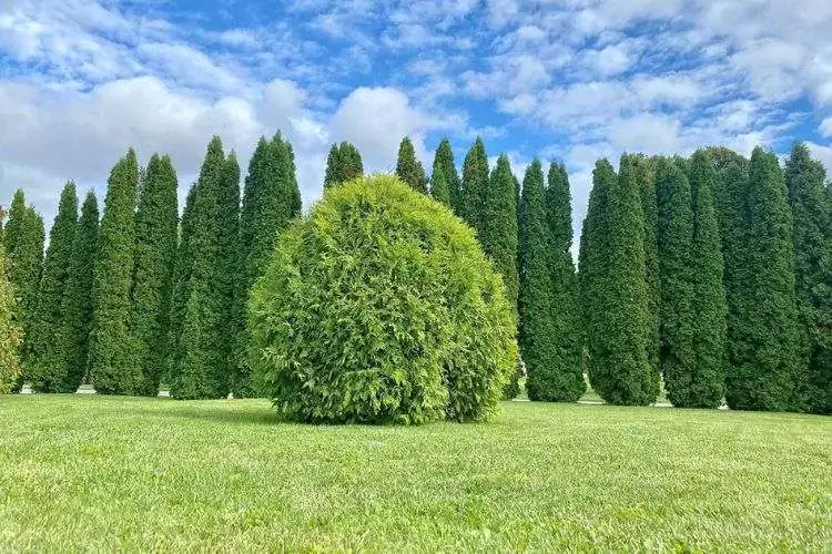 Where is the best place to plant arborvitae