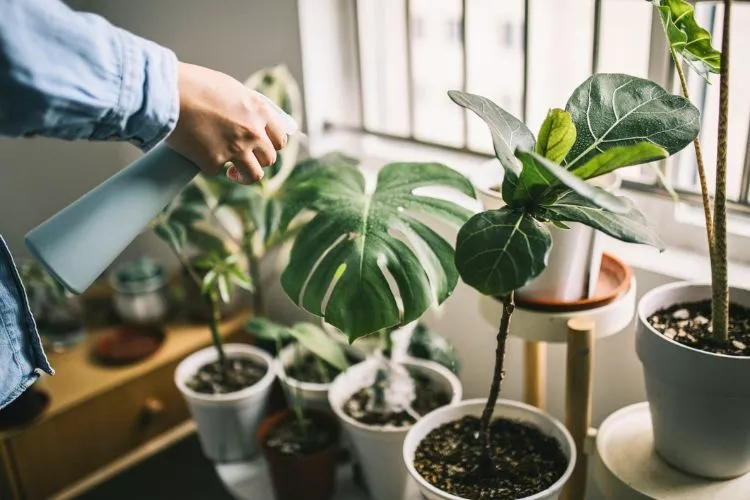 Are cigarette ashes good for plants indoors