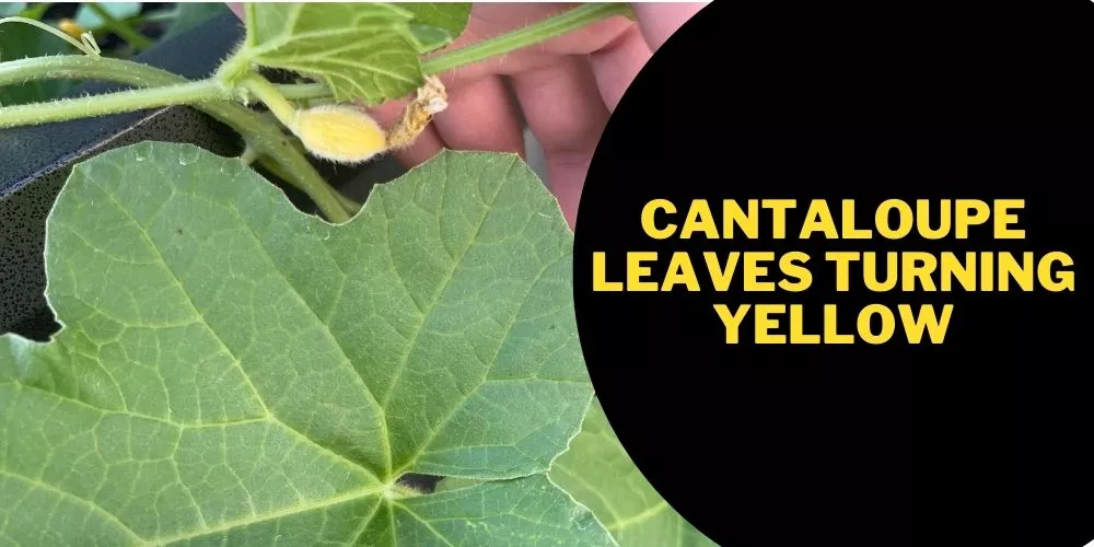 Cantaloupe leaves turning yellow