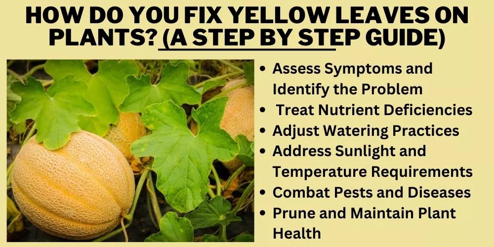 How do you fix yellow leaves on plants