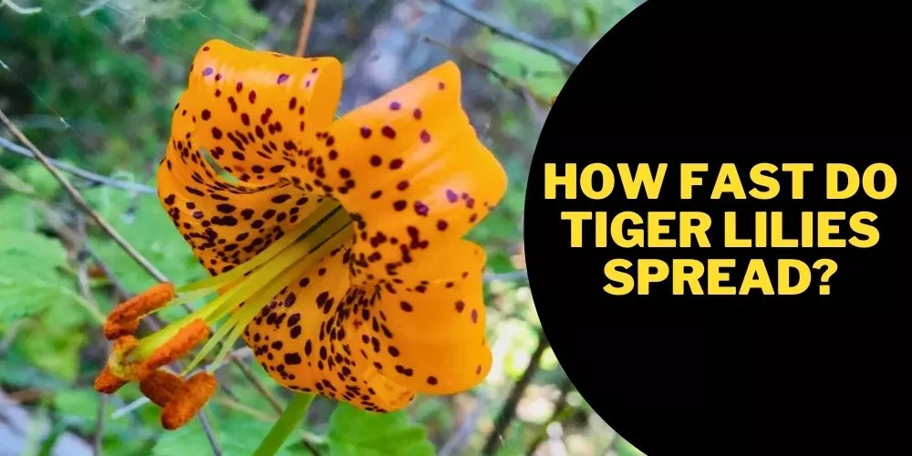 How fast do tiger lilies spread 1