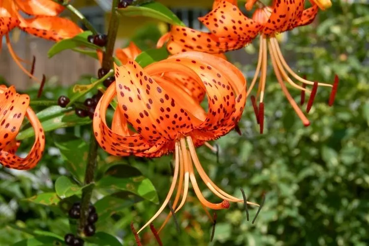 How fast do tiger lilies spread
