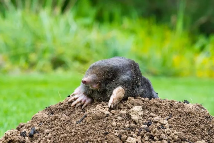 What is the fastest way to get rid of ground moles