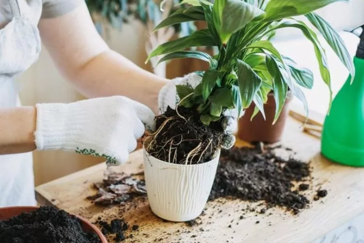 What should you not do when repotting