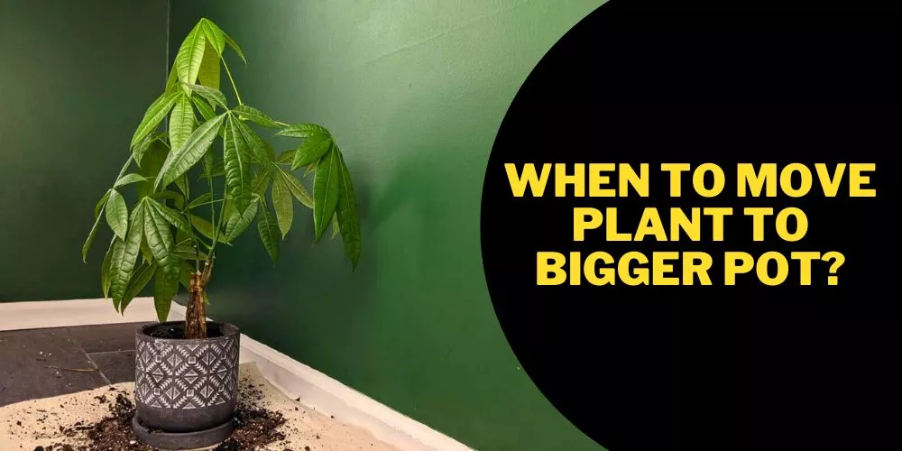 When to move plant to bigger pot